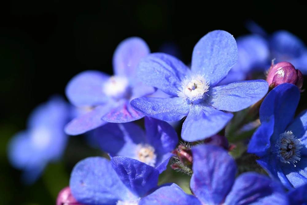 Blue Italian Alkanet Flower Seeds - 100 Anchusa Capensis Seeds - Image 3