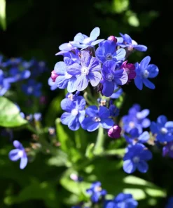 Blue Italian Alkanet Flower Seeds - 100 Anchusa Capensis Seeds - Image 4