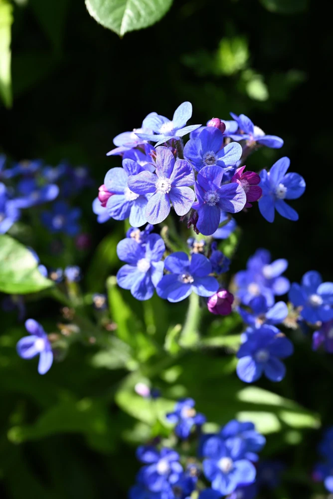 Blue Italian Alkanet Flower Seeds - 100 Anchusa Capensis Seeds - Image 4