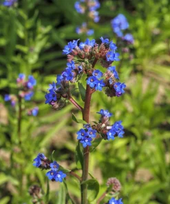Blue Italian Alkanet Flower Seeds - 100 Anchusa Capensis Seeds - Image 5