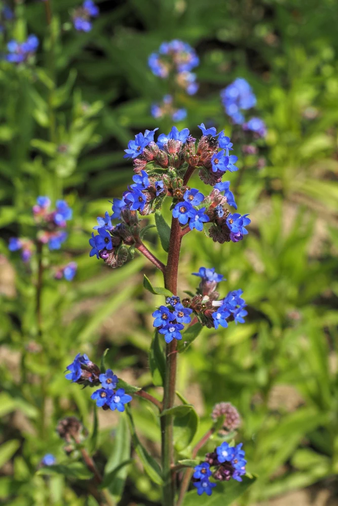 Blue Italian Alkanet Flower Seeds - 100 Anchusa Capensis Seeds - Image 5