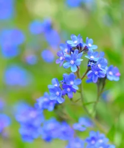 Blue Italian Alkanet Flower Seeds - 100 Anchusa Capensis Seeds - Image 6