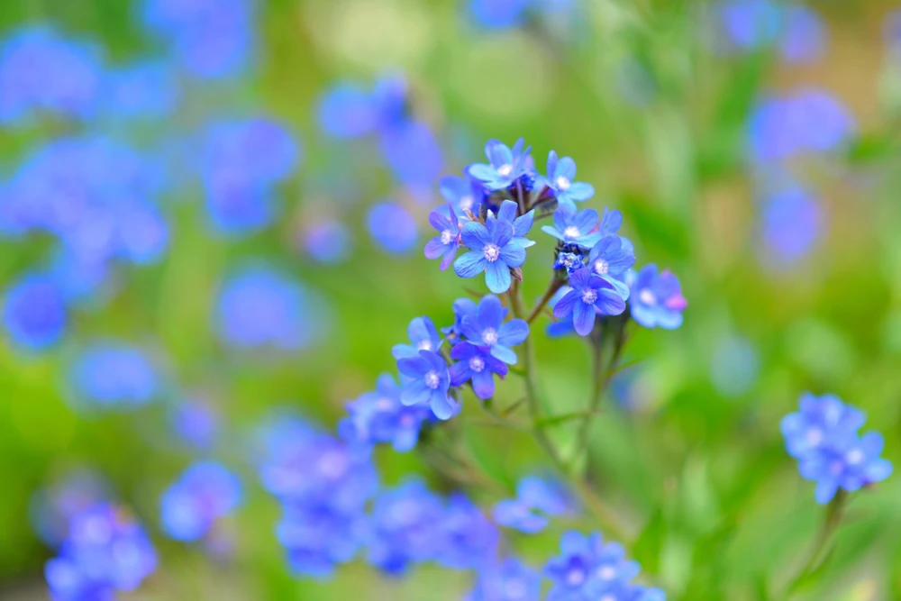 Blue Italian Alkanet Flower Seeds - 100 Anchusa Capensis Seeds - Image 6