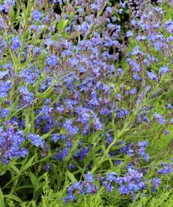 Blue Italian Alkanet Flower Seeds - 100 Anchusa Capensis Seeds - Image 7