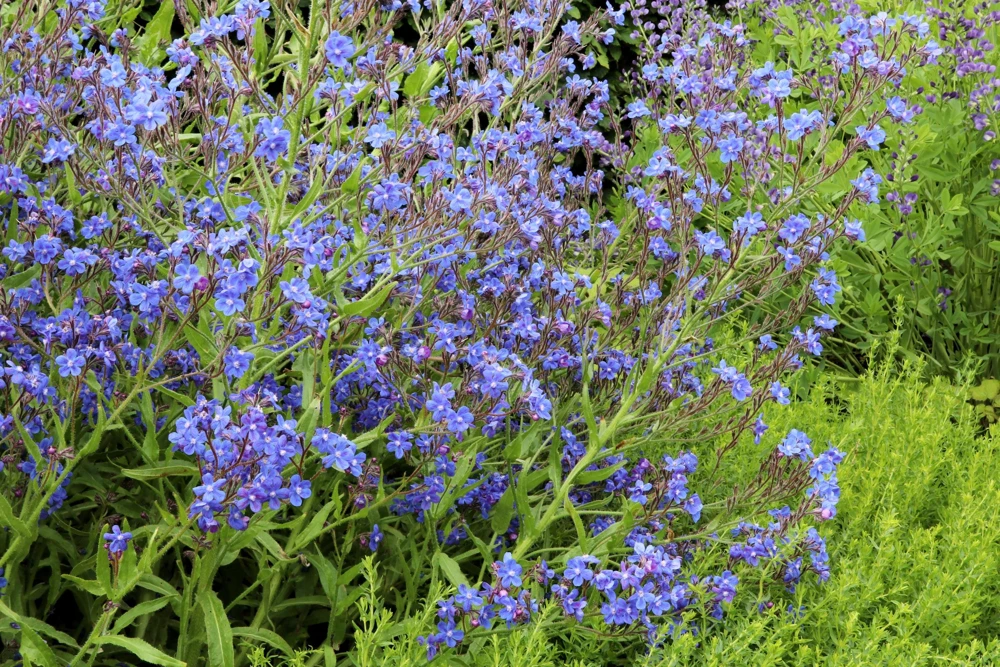 Blue Italian Alkanet Flower Seeds - 100 Anchusa Capensis Seeds - Image 7