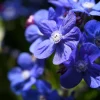Blue Italian Alkanet Flower Seeds - 100 Anchusa Capensis Seeds - Image 1