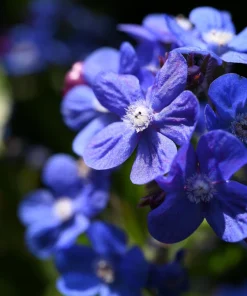 Blue Italian Alkanet Flower Seeds - 100 Anchusa Capensis Seeds - Image 1