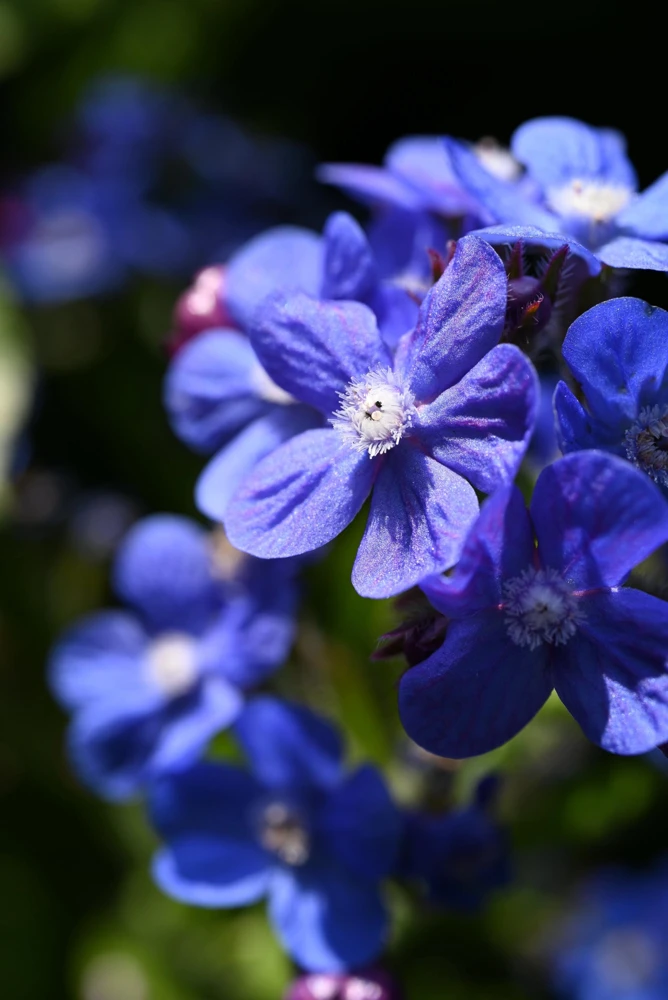 Blue Italian Alkanet Flower Seeds - 100 Anchusa Capensis Seeds - Image 1