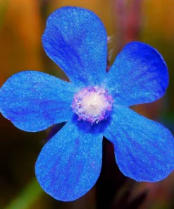 Blue Italian Alkanet Flower Seeds - 100 Anchusa Capensis Seeds - Image 8