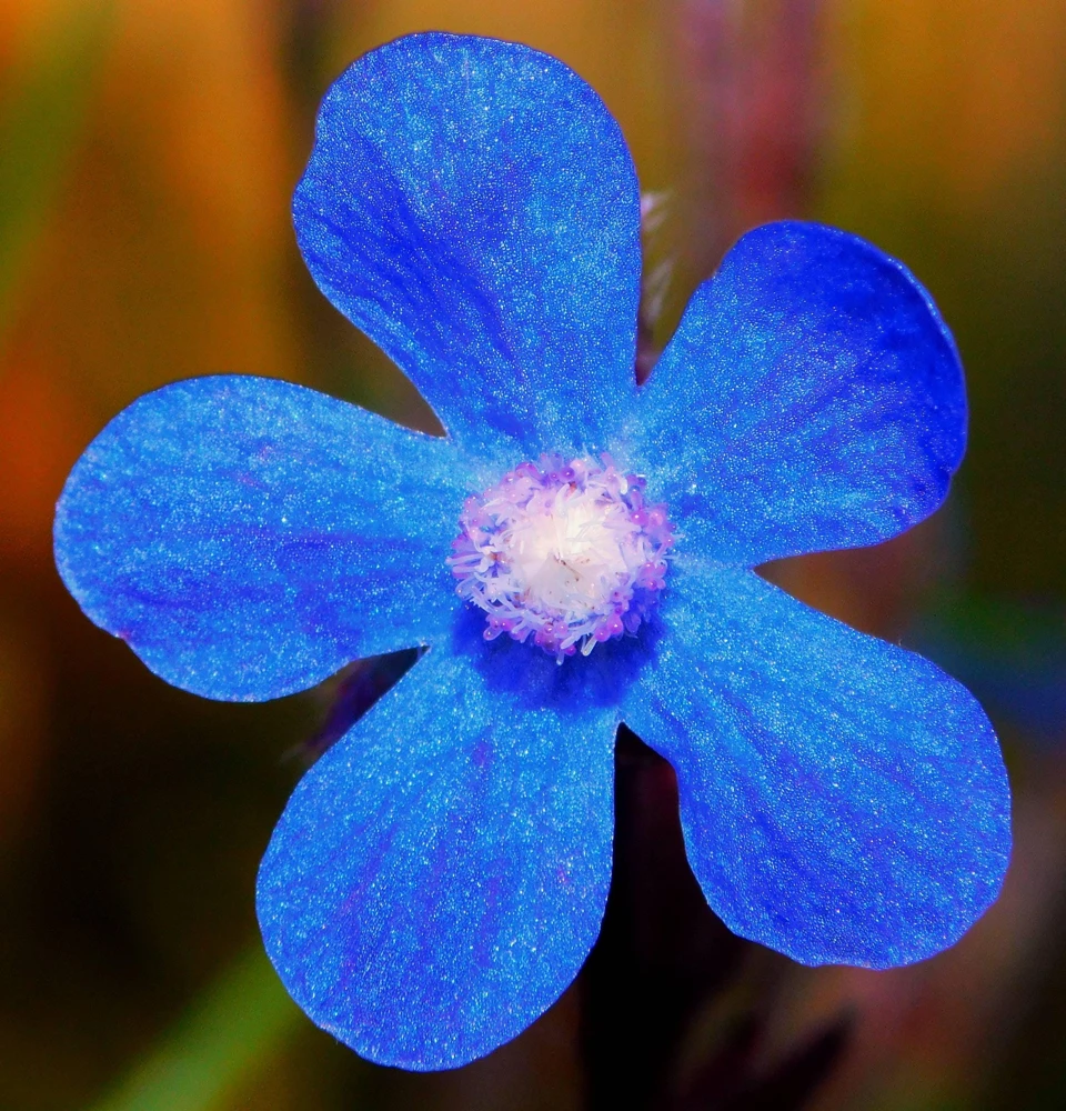 Blue Italian Alkanet Flower Seeds - 100 Anchusa Capensis Seeds - Image 8