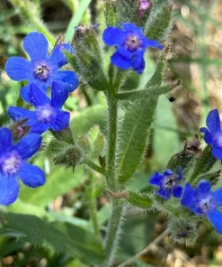 Blue Italian Alkanet Flower Seeds - 100 Anchusa Capensis Seeds - Image 9