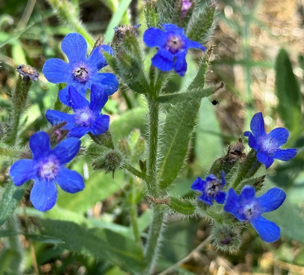 Blue Italian Alkanet Flower Seeds - 100 Anchusa Capensis Seeds - Image 9