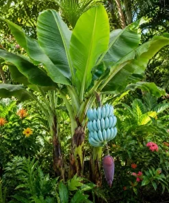 Blue Java Banana Plant Live 1 Gallon Pot - Ice Cream Banana Tree, Tropical Fruit - Image 2