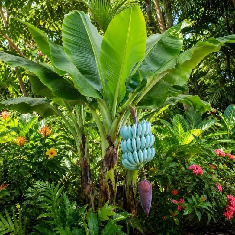 Blue Java Banana Plant Live 1 Gallon Pot - Ice Cream Banana Tree, Tropical Fruit - Image 2