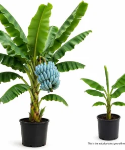 Blue Java Banana Plant Live 1 Gallon Pot - Ice Cream Banana Tree, Tropical Fruit - Image 3