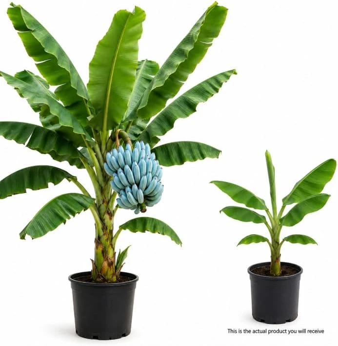 Blue Java Banana Plant Live 1 Gallon Pot - Ice Cream Banana Tree, Tropical Fruit - Image 3