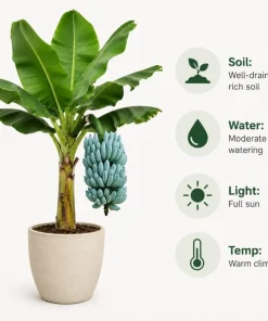 Blue Java Banana Plant Live 1 Gallon Pot - Ice Cream Banana Tree, Tropical Fruit - Image 4
