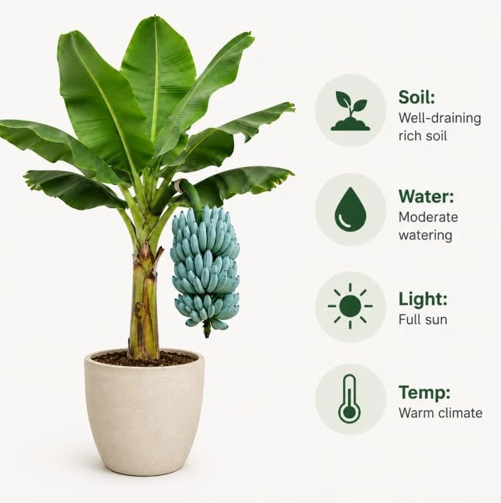 Blue Java Banana Plant Live 1 Gallon Pot - Ice Cream Banana Tree, Tropical Fruit - Image 4