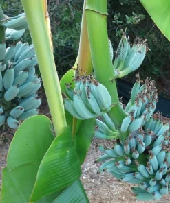 Blue Java Banana Plant Live 1 Gallon Pot - Ice Cream Banana Tree, Tropical Fruit - Image 5