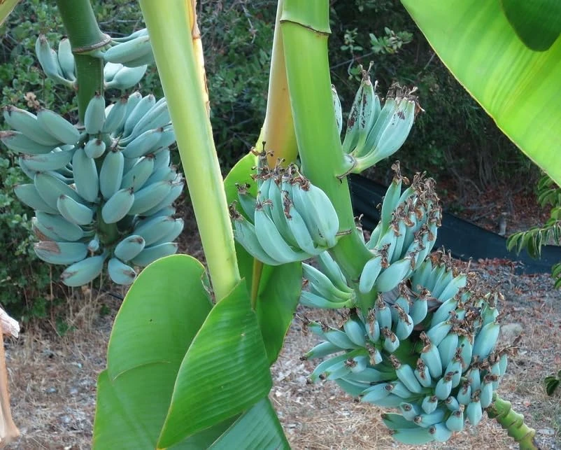 Blue Java Banana Plant Live 1 Gallon Pot - Ice Cream Banana Tree, Tropical Fruit - Image 5