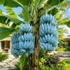 Blue Java Banana Plant Live 1 Gallon Pot - Ice Cream Banana Tree, Tropical Fruit - Image 1