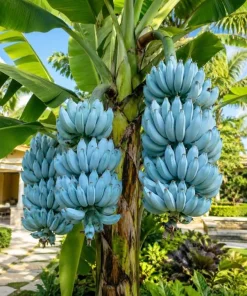 Blue Java Banana Plant Live 1 Gallon Pot - Ice Cream Banana Tree, Tropical Fruit - Image 1