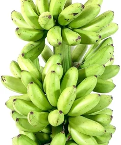 Blue Java Banana Tree Live Plant - Ice Cream Banana Plant - 4-6 Inch Starter - Image 2