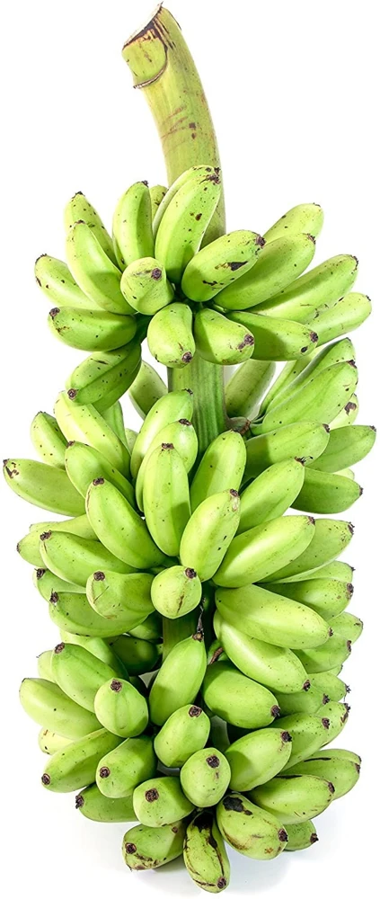 Blue Java Banana Tree Live Plant - Ice Cream Banana Plant - 4-6 Inch Starter - Image 2