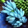 Blue Java Banana Tree Live Plant - Ice Cream Banana Fruit Tree - Image 1