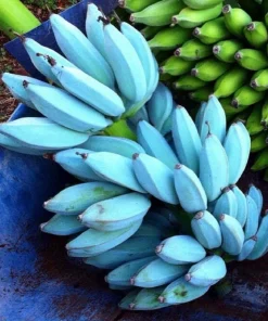 Blue Java Banana Tree Live Plant - Ice Cream Banana Fruit Tree - Image 1