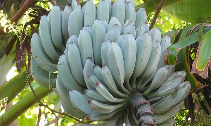 Blue Java Banana Tree Live Plant - Ice Cream Banana Plant - 4-6 Inch Starter - Image 3