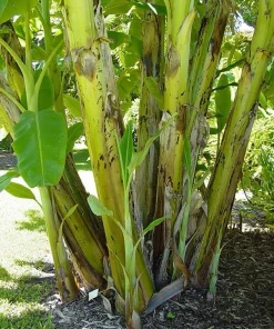 Blue Java Banana Tree Live Plant - Ice Cream Banana Fruit Tree - Image 4