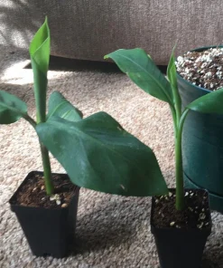 Blue Java Banana Tree Live Plant - Ice Cream Banana Plant - 4-6 Inch Starter - Image 4