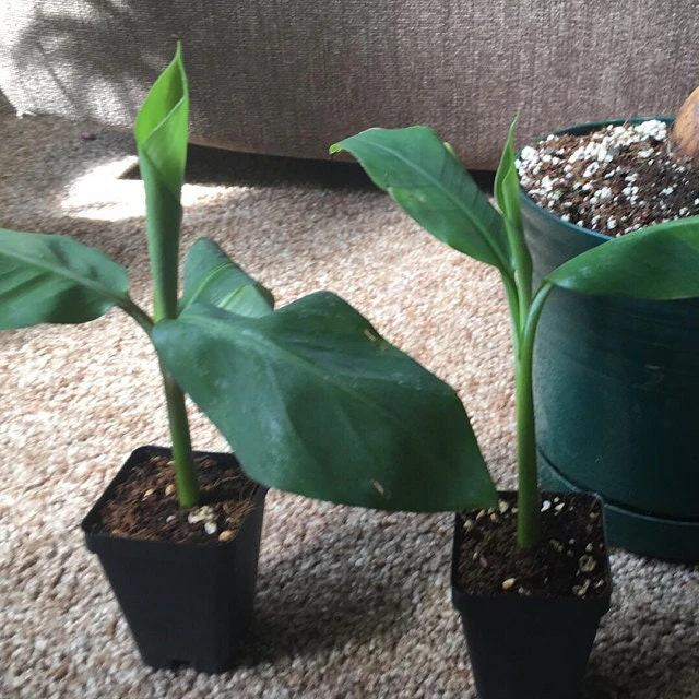 Blue Java Banana Tree Live Plant - Ice Cream Banana Plant - 4-6 Inch Starter - Image 4