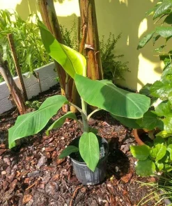 Blue Java Banana Tree Live Plant - Ice Cream Banana Plant - 4-6 Inch Starter - Image 5