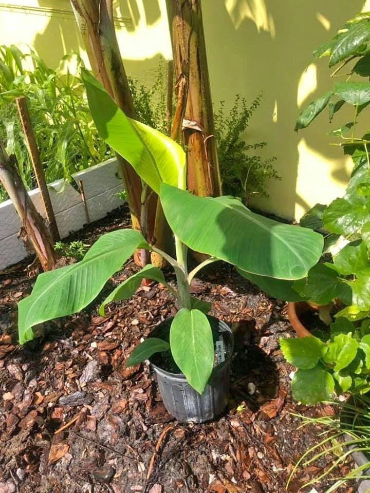 Blue Java Banana Tree Live Plant - Ice Cream Banana Plant - 4-6 Inch Starter - Image 5