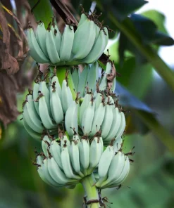 Blue Java Banana Tree Live Plant - Ice Cream Banana Plant - 4-6 Inch Starter - Image 6