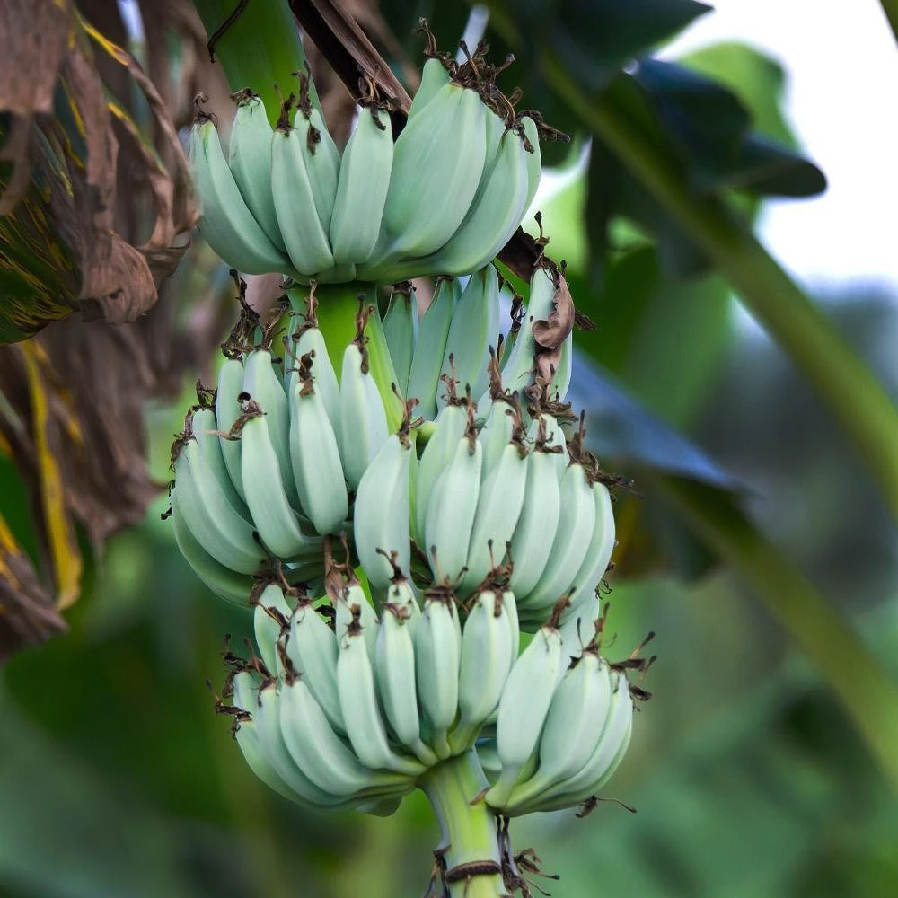 Blue Java Banana Tree Live Plant - Ice Cream Banana Plant - 4-6 Inch Starter - Image 6