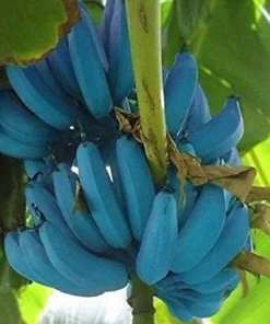 Blue Java Banana Tree Live Plant - Ice Cream Banana Plant - 4-6 Inch Starter - Image 1