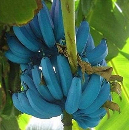 Blue Java Banana Tree Live Plant - Ice Cream Banana Plant - 4-6 Inch Starter - Image 1