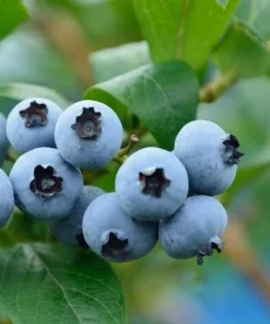 Blue Jay Northern Highbush Blueberry Live Plant - 2 Year Old Outdoor - Image 2