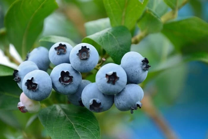 Blue Jay Northern Highbush Blueberry Live Plant - 2 Year Old Outdoor - Image 2