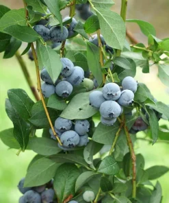 Blue Jay Northern Highbush Blueberry Live Plant - 2 Year Old Outdoor - Image 3