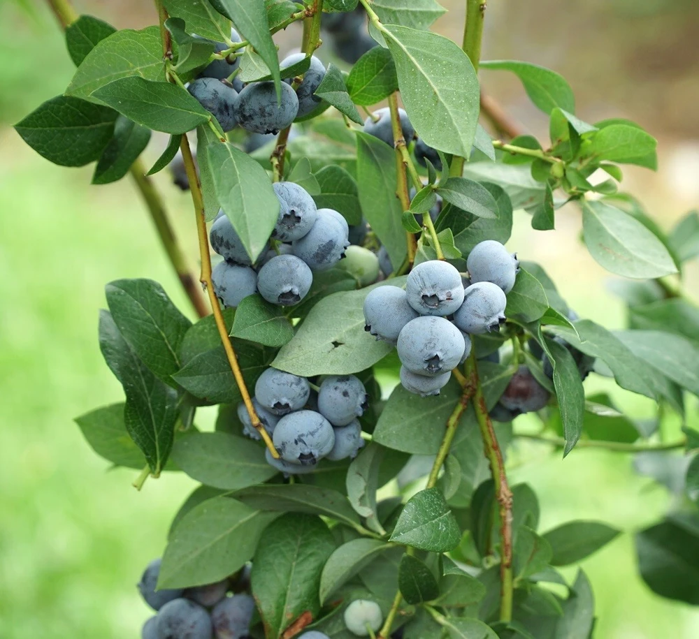 Blue Jay Northern Highbush Blueberry Live Plant - 2 Year Old Outdoor - Image 3