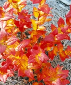 Blue Jay Northern Highbush Blueberry Live Plant - 2 Year Old Outdoor - Image 4