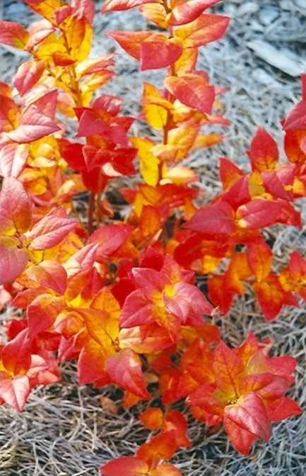 Blue Jay Northern Highbush Blueberry Live Plant - 2 Year Old Outdoor - Image 4