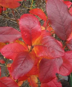Blue Jay Northern Highbush Blueberry Live Plant - 2 Year Old Outdoor - Image 5