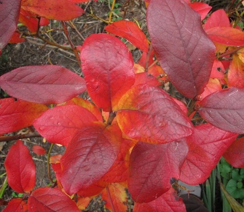 Blue Jay Northern Highbush Blueberry Live Plant - 2 Year Old Outdoor - Image 5