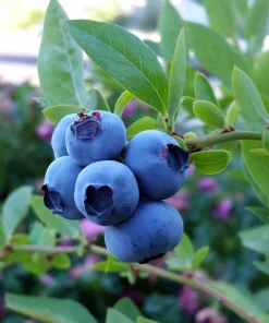 Blue Jay Northern Highbush Blueberry Live Plant - 2 Year Old Outdoor - Image 1