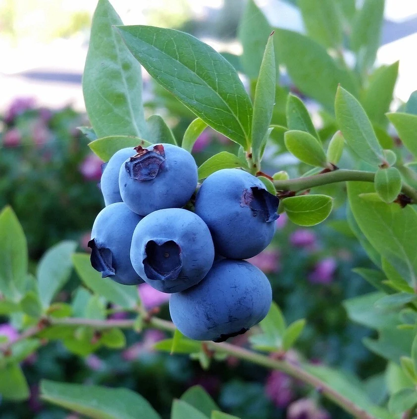 Blue Jay Northern Highbush Blueberry Live Plant - 2 Year Old Outdoor - Image 1